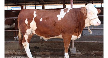 西门塔尔牛是肉牛的一种，出肉率高价格便