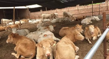 夏洛莱牛畜牧良种养殖基地 优质肉牛品种