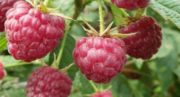 双季型树莓新品种
