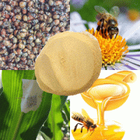 昆虫类养殖用啤酒酵母粉的作用