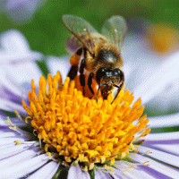 啤酒酵母粉在蜜蜂养殖中的作用