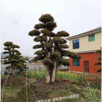 湖南椤木石楠价格-长沙造型榆树大跳水苗农触底卖苗