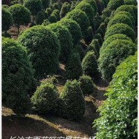 大规格的湖南茶花树,浏阳茶梅杯苗靓货齐发贵州